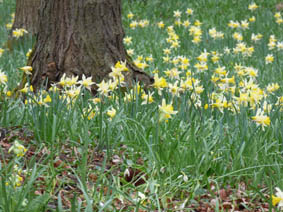 Narcissus pseudonarcissus ssp. pseudonarcissus